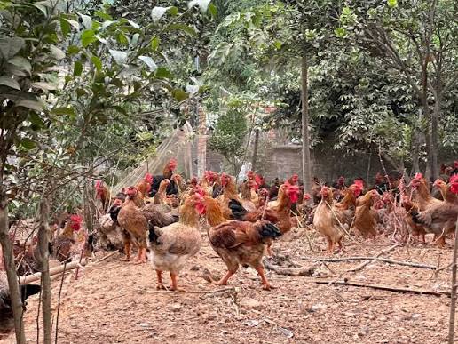 Gà Ta Thả Vườn