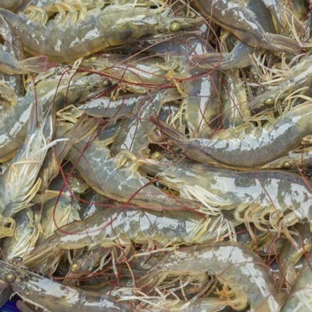 Tôm Sú Tươi