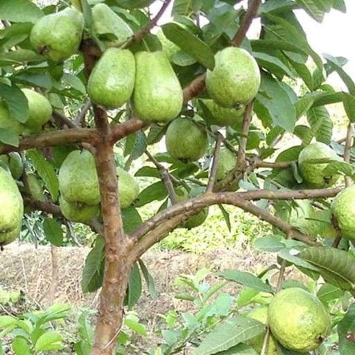 Ổi Lê Đài Loan